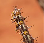 Euphorbia tenuispinosa v robusta PV2737 Ghazi dole GPS186 Kenya 2014 Christian IMG_4624.jpg